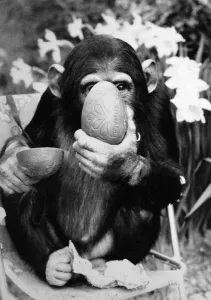 Baby chimpanzee at Twycross Zoo enjoying an Easter Egg. April 1984 Baby chimpanzee at Twycross Zoo enjoying an Easter Egg. April 1984