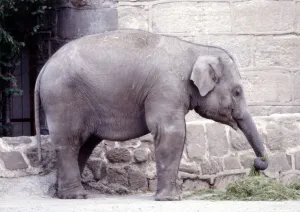 An baby elephant at Chester Zoo August 1979 An baby elephant at Chester Zoo August 1979