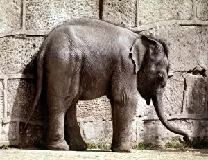 Baby elephant Jubilee, the first to be born in Britain, at Chester Zoo June1977