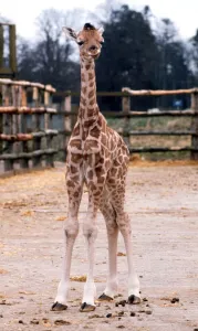 Baby Giraffe Catriona at Blair Drummond Safari Park. April 1973 Baby Giraffe Catriona at Blair Drummond Safari Park. April 1973