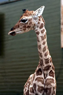 Baby Giraffe Catriona at Blair Drummond Safari Park. April 1973 Baby Giraffe Catriona at Blair Drummond Safari Park. April 1973
