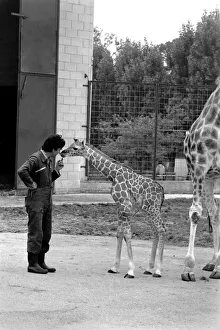 Baby giraffe seen here at Chessington Zoo checks out the Zoo Keepers Baby giraffe seen here at Chessington Zoo checks out the Zoo Keepers