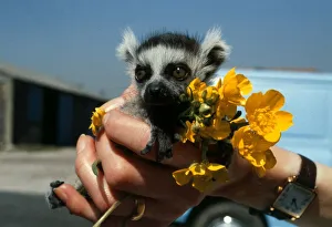 Images Dated 16th May 1980: A baby lemur held in the palm of the zookeepers hand soon after his birth at Chester Zoo