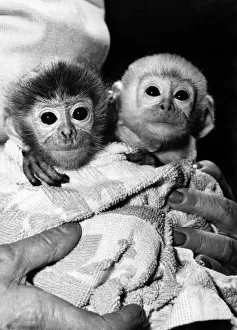 These two baby monkeys were left to face life alone when their mothers rejected them These two baby monkeys were left to face life alone when their mothers rejected them