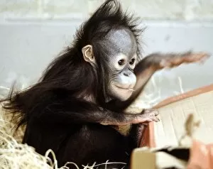 A baby Orang-utan at London Zoo March 1984