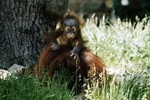 Images Dated 20th December 1995: Baby Orang-utan in long grass holding onto older monkey Mother by a tree December