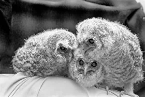 Images Dated 2nd May 1975: Three baby owls. May 1975