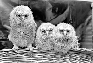 Images Dated 2nd May 1975: Three baby owls sitting perched on a wicker basket. May 1975