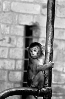 baby pig-tailed monkey January 1975 75-00240-018