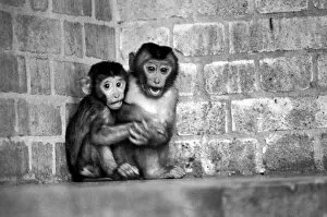 Baby pig-tailed monkeys January 1975 75-00240-005