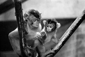 Images Dated 13th January 1975: Baby pig-tailed monkeys January 1975 75-00240-020