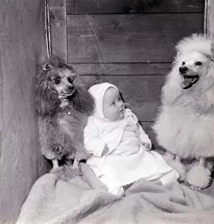 A baby sits in with two Poodles at a dog show. The baby looks bemused at the dogs
