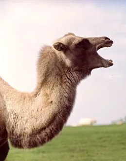 A bactrian camel at Whipsnade Zoo March 1966 A bactrian camel at Whipsnade Zoo March 1966