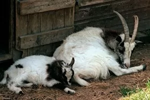 Images Dated 14th July 1996: Bagot Goat and Kid Aldenham Country Park July 1996
