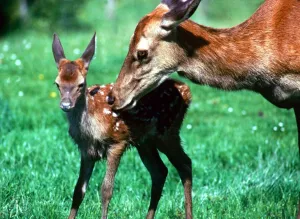 Bambi the hand-reared deer with her baby fawn North Devon Farm July 1985 Bambi the hand-reared deer with her baby fawn North Devon Farm July 1985