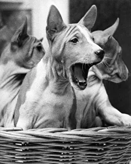 These Basenji dogs yodel instead of barking These Basenji dogs yodel instead of barking