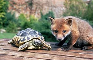 Basil the orphaned fox and Barny the tortoise becoming friends April 1992
