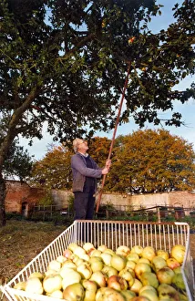 Basil Walker picking apples at Hesleyside Mill in October 1994 Basil Walker picking apples at Hesleyside Mill in October 1994