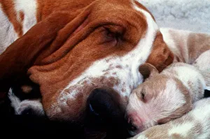 A Bassett Hound dog sleeping with her puppies December 1995 A Bassett Hound dog sleeping with her puppies December 1995