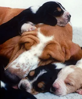 Bassett Hound dog sleeping with her puppies December 1995 Bassett Hound dog sleeping with her puppies December 1995