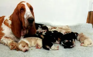 Bassett Hound with her Puppies December 1995 Bassett Hound with her Puppies December 1995