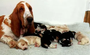 Bassett Hound with Pups Puppies - December 1995 Bassett Hound with Pups Puppies - December 1995