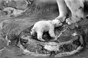 Images Dated 6th April 1975: Bath time for the four month old polar bear cub Jamie at Bristol Zoo