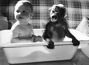 Bathtime for babies Adam and orang utan Victoria Bathtime for babies Adam and orang utan Victoria