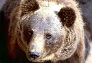Bear at Chester Zoo Large Brown Bear August 1979 A©Mirrorpix Bear at Chester Zoo Large Brown Bear August 1979 A©Mirrorpix
