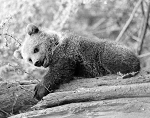 Bears will be boys. Little boys as everyone knows love climbing trees Bears will be boys. Little boys as everyone knows love climbing trees