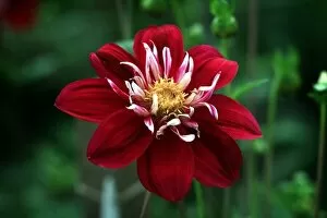 Images Dated 8th September 1999: The beautiful Libretto Dahlia at Baddesley Clinton. 1999