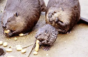 A Beaver eating a carrot at London Zoo August 1984 A Beaver eating a carrot at London Zoo August 1984