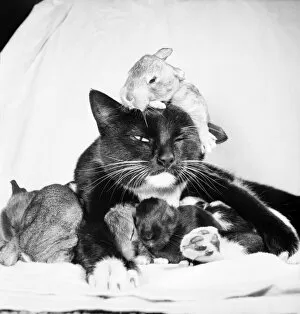 Images Dated 14th April 1971: Beckie the cat who was bought from a street market for 7 / 6 last year has taken over a