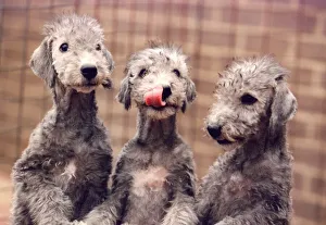 Bedlington terrier puppies sales cost