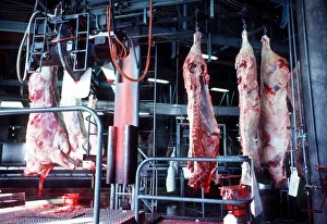 Images Dated 20th October 1976: Beef Carcasses sawn in half prior to being conveyed to chiller storage