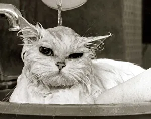 Bella the Persian Cat - April 1985 gets a soaking to prepare her for shows Bella the Persian Cat - April 1985 gets a soaking to prepare her for shows