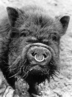 Images Dated 1st April 1985: Belle, the Vietnamese Pot-Bellied Pig April 1985 P004246
