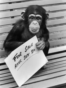 One of the Belle Vue Chimps holds a for sale sign after it was announced that the Zoo One of the Belle Vue Chimps holds a for sale sign after it was announced that the Zoo