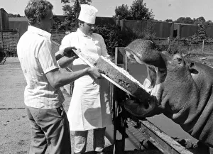 Ben the Hippo at Chessington Zoo had plenty to cheer about on his 14th birthday Ben the Hippo at Chessington Zoo had plenty to cheer about on his 14th birthday