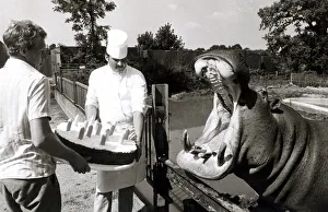 Ben the Hippo prepares to eat his birthday cake - September 1981 Ben the hippo at Ben the Hippo prepares to eat his birthday cake - September 1981 Ben the hippo at