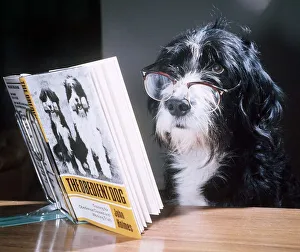 Ben the obedient dog reading a book - February 1976 Ben the obedient dog reading a book - February 1976