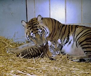 Images Dated 1st December 1976: A Bengal tiger and cub lying inthe hay at Twycross Zoo December 1976