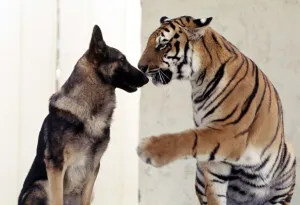 Bengal tiger Ravi with his friend Duke the Alsatian dog july 1977 animals animal Bengal tiger Ravi with his friend Duke the Alsatian dog july 1977 animals animal