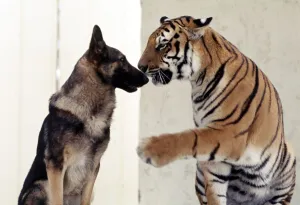 Bengal tiger Ravi with his friend Duke the Alsatian dog July 1977 Bengal tiger Ravi with his friend Duke the Alsatian dog July 1977