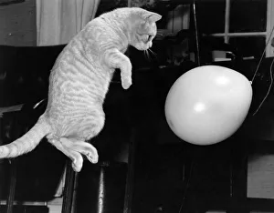 Images Dated 6th February 1978: 'Benjie'the pet cat owned by Majorie Proops seen here playing with a balloon