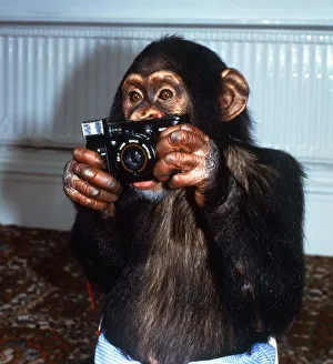 Benjy the Photographer Chimp holding camera at Twycross Zoo September 1984 Benjy the Photographer Chimp holding camera at Twycross Zoo September 1984