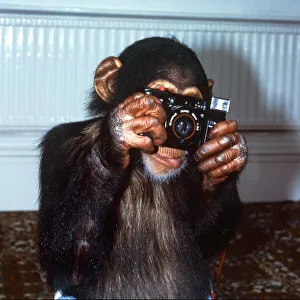 Benjy the Photographer Chimp holding camera at Twycross Zoo September 1984 Benjy the Photographer Chimp holding camera at Twycross Zoo September 1984