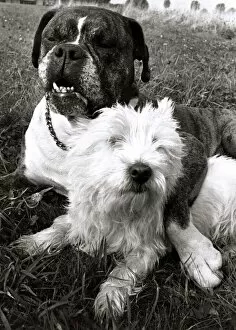 00146 Gallery: Benny the Boxer puts his paw round the neck of his sweetheart Sabina the Highland Terrier