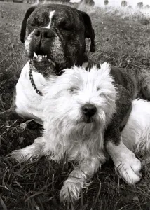 Benny the Boxer puts his paw round the neck of his sweetheart Sabina the Highland Terrier Benny the Boxer puts his paw round the neck of his sweetheart Sabina the Highland Terrier
