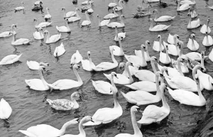 00047 Gallery: These Berwick swans lose all their regal bearing if there is a chance of a free feed
